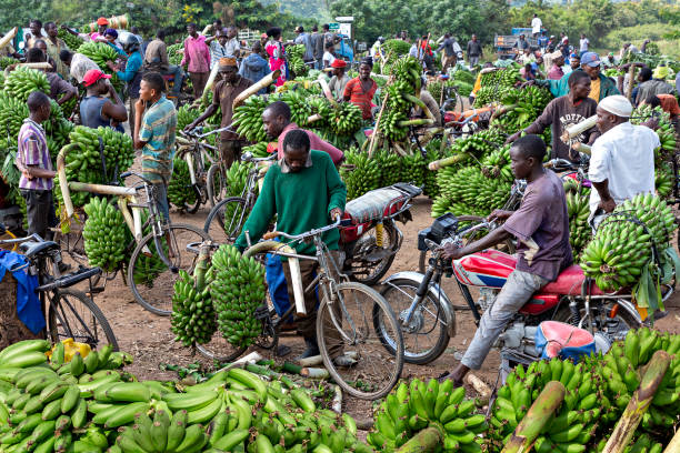 Carbon sequestration potential of East African Highland Banana cultivars (Musa spp. AAA-EAHB) cv. Kibuzi, Nakitembe, Enyeru and Nakinyika in Uganda